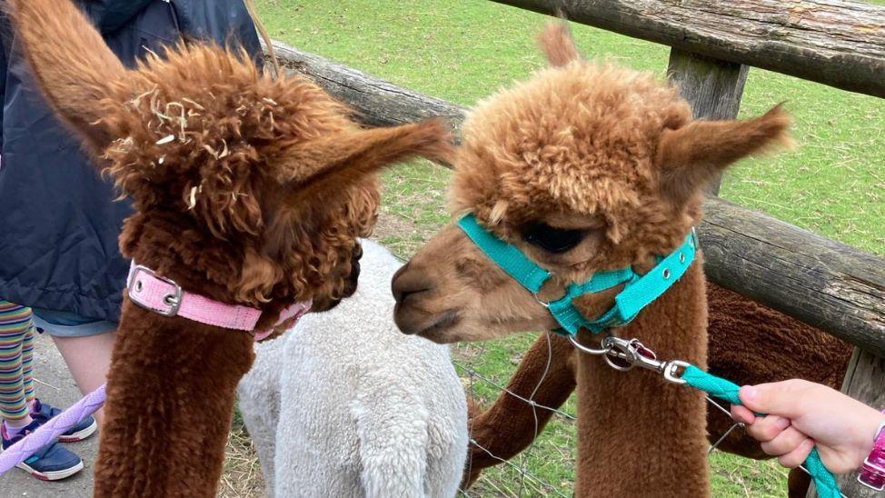 Alpacas in the countryside during an Appeer CIC activity day