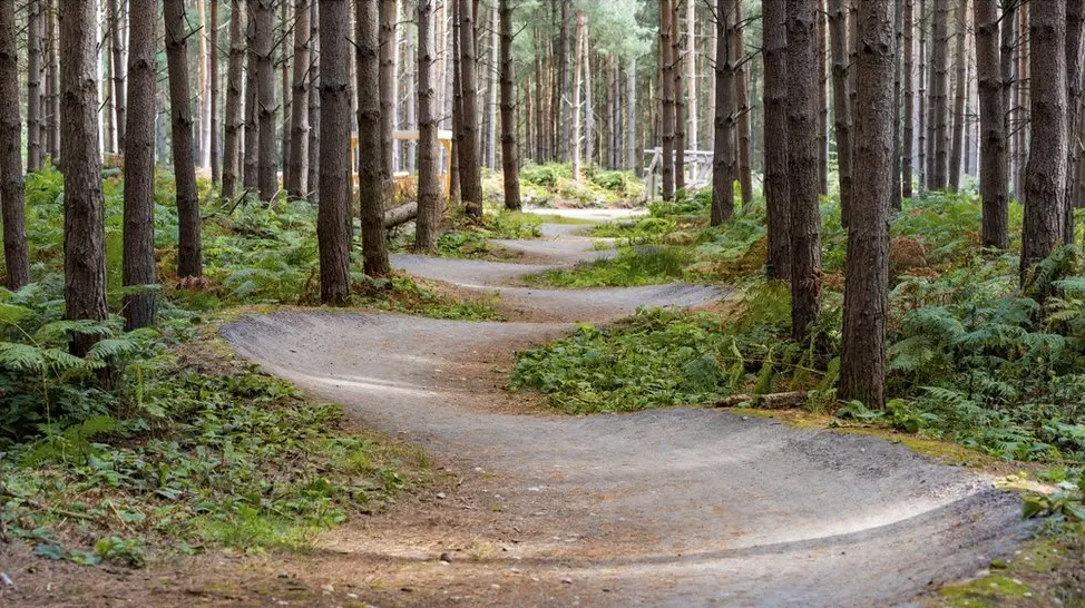 Trees are separated by a weaving path through woodland and greenery at ground level.