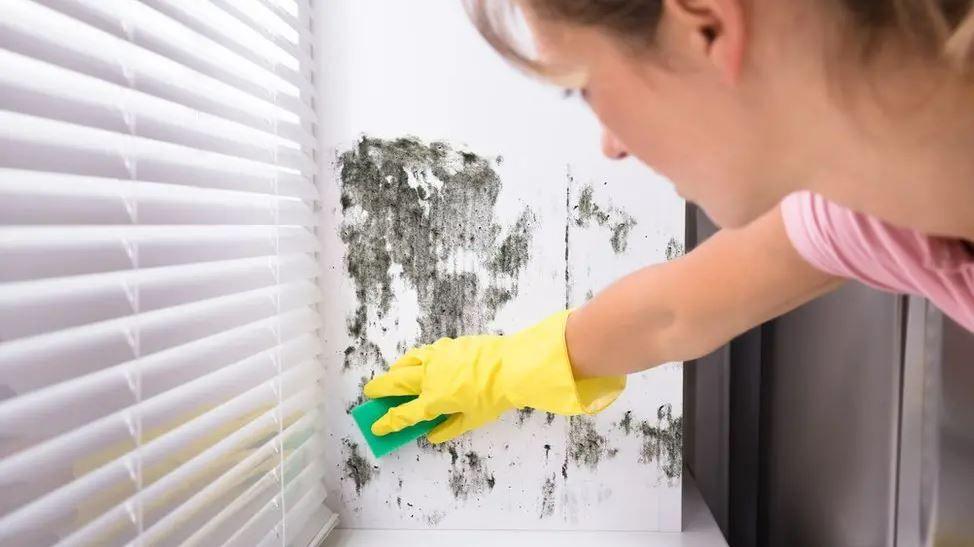 A woman wearing yellow marigolds scrubbing black mould off a wall