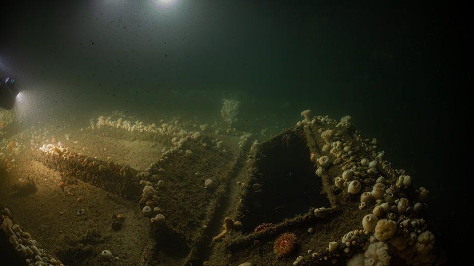 An underwater image of a wreck covered in many, many shells and lit by a diver's lamp