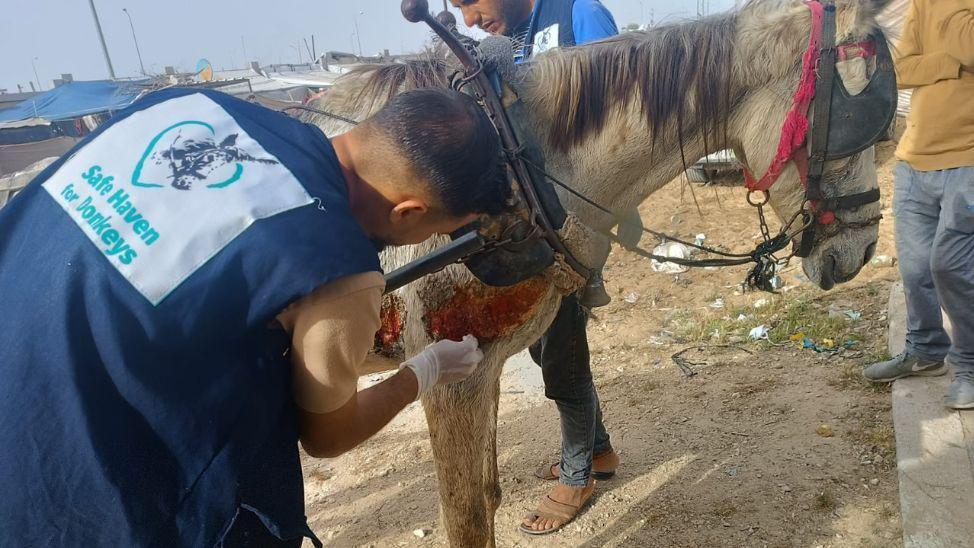 Donkey receiving treatment in Gaza