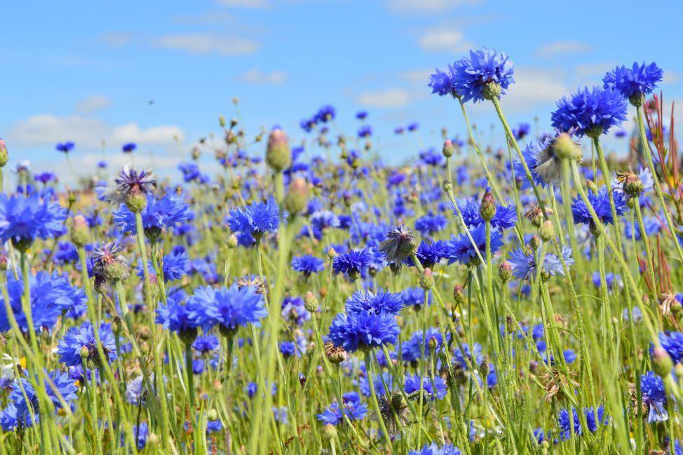 Blue cornflowers