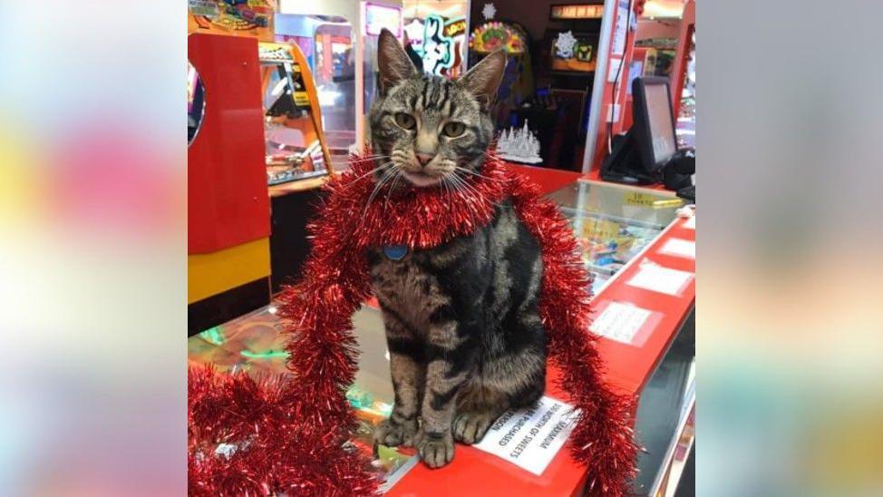 Hendrix with a sparkling red garland wrapped around him.