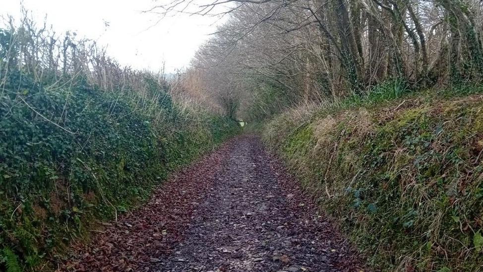 A muddy pathway, with fallen leaves on one edge and raised banks on either side.
Ivy and hedgerow bushes are growing on the banks beside the path.