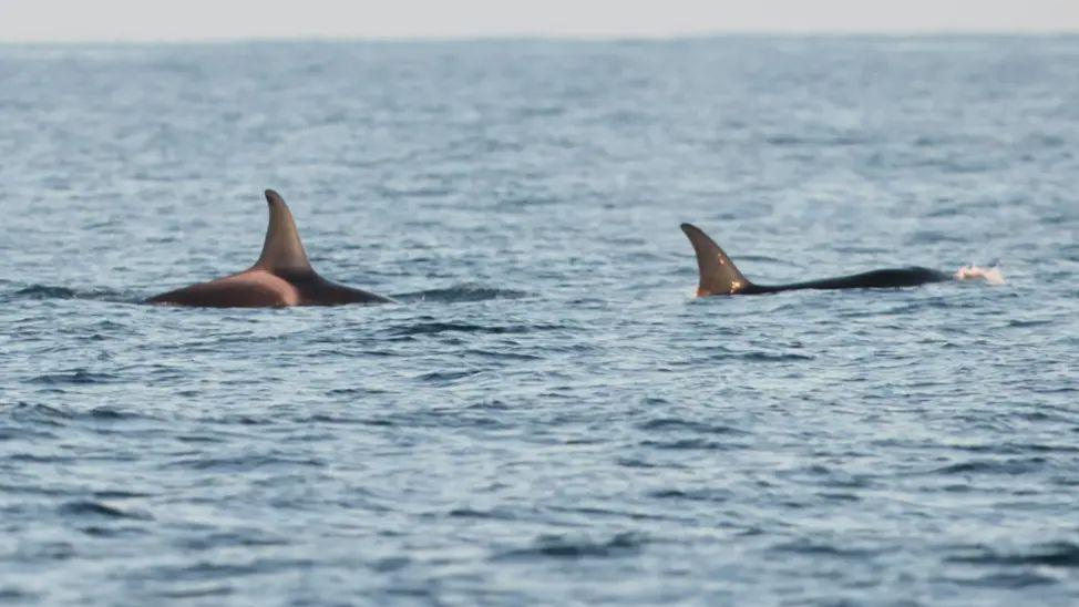 Two fins from whales are seen above the surface of the water. The sea is calm.