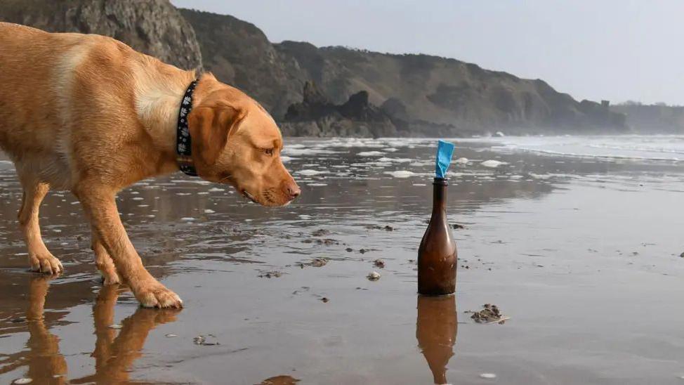 a golden coloured dog looking at a brown bottle with a blue letter in it on the beach.