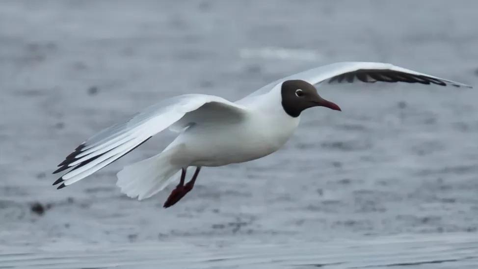 Black-headed gulls