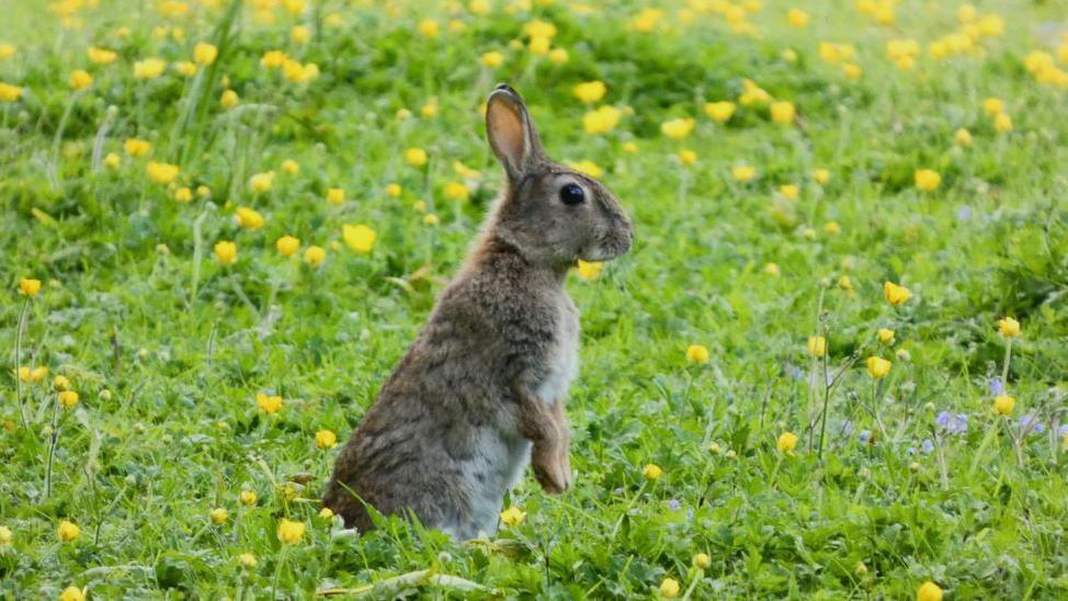 A brown and grey rabbit standing on its hind legs in a field of yellow buttercups and green grass. The rabbit is in focus, while the background of flowers is slightly blurred.