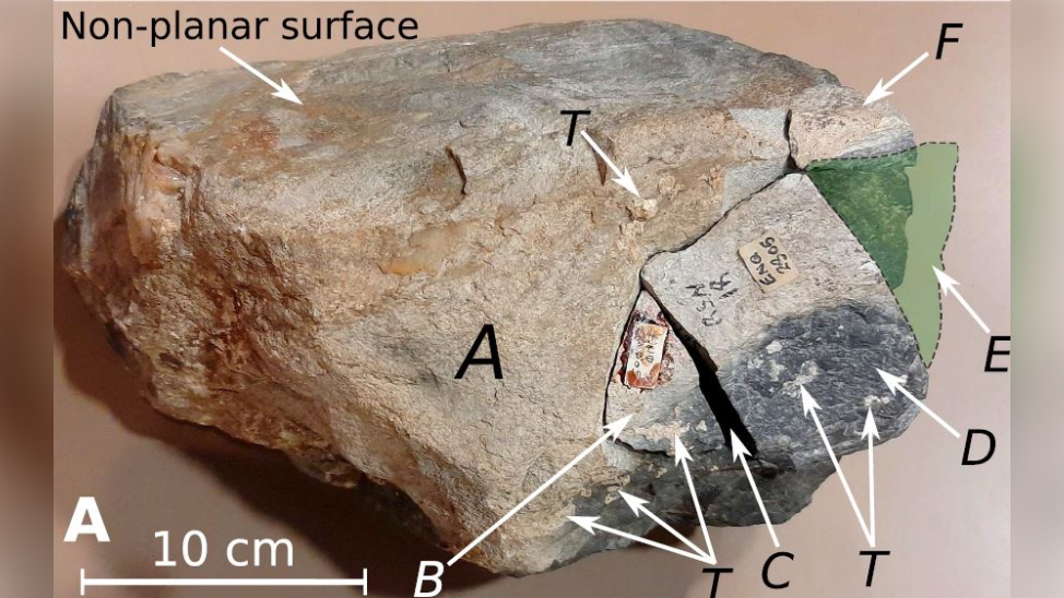 Boulder with flat surface, roughly rectangular-shaped with and one slightly longer side that is more rounded and coloured dark grey. The rest is beige with brown and light grey areas. Arrows are drawn on the image for letters for references to specific areas detailed in the journal article. On the left, a 10cm scale measurement is added to give a sense of the size of the boulder.