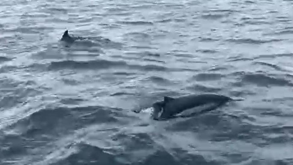 Screengrab from a video taken by a ferry crew showing two dolphins popping out of the water. The dolphin closest to the camera has a damaged dorsal fin.