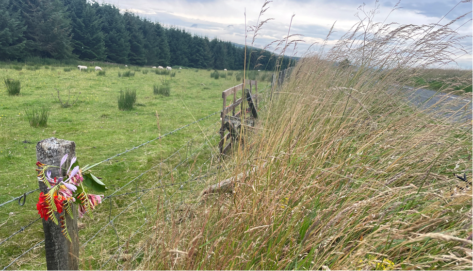 Colourful tributes tied to a post on a fence by a field. One field closer to the camera has wheat growing tall in it and the neighbouring field has sheep grazing in the distance.