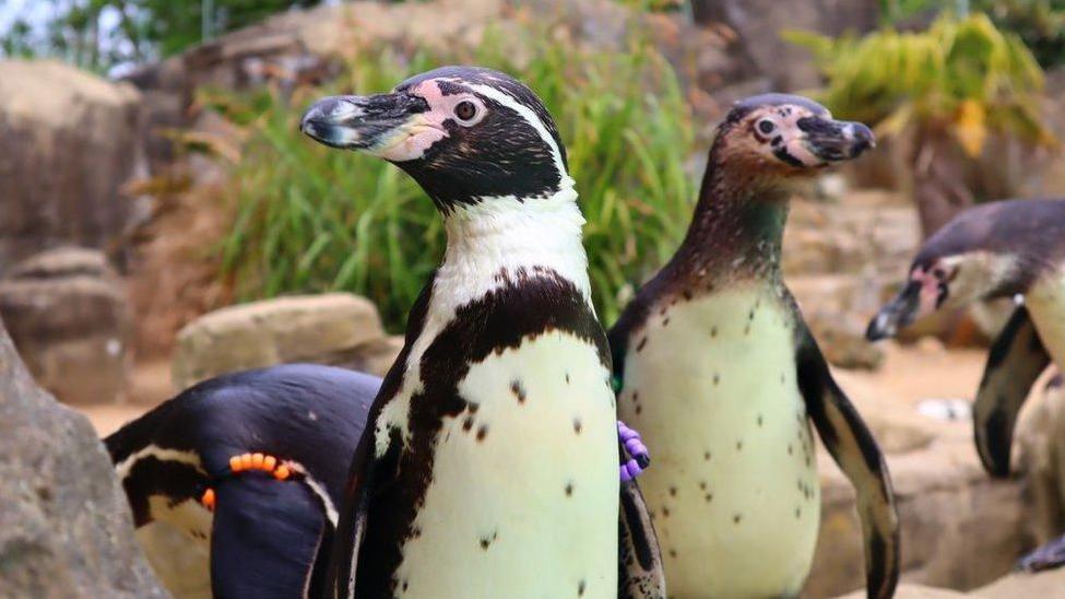 Penguins at Drusillas Park. The three penguins are black and white and looking away from the camera.