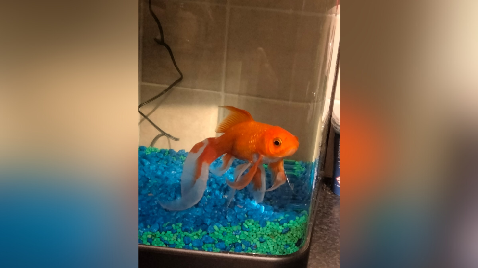 A goldfish looking out of his tank. He has blue and green stones lying at the bottom of his tank. He's bright orange and has black eyes. Some of his fins are orange and some are transparent.