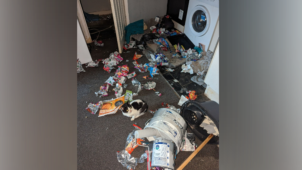 A black and white cat sits frightened in the middle of a floor of a flat which is filled with rubbish