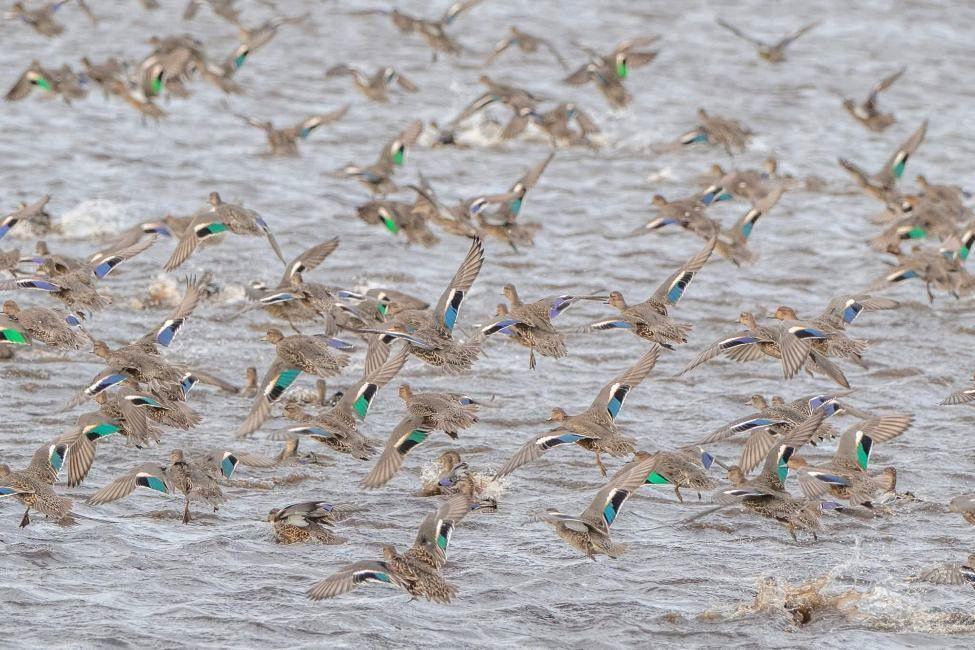 Dozens of teal in flight over water, with bright markings on wings.