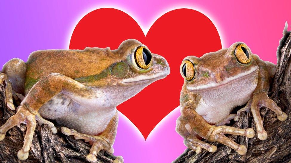 Frogs find love