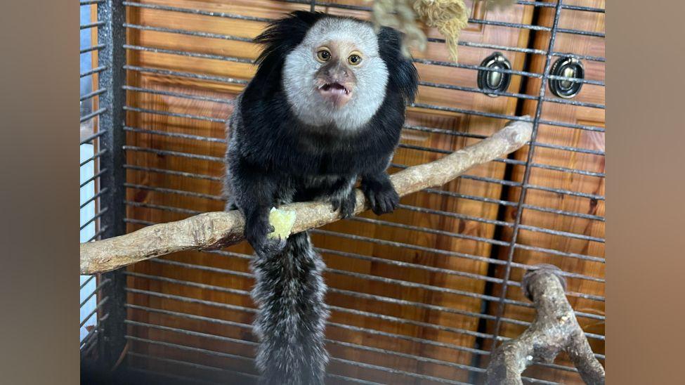 Marcel the marmoset