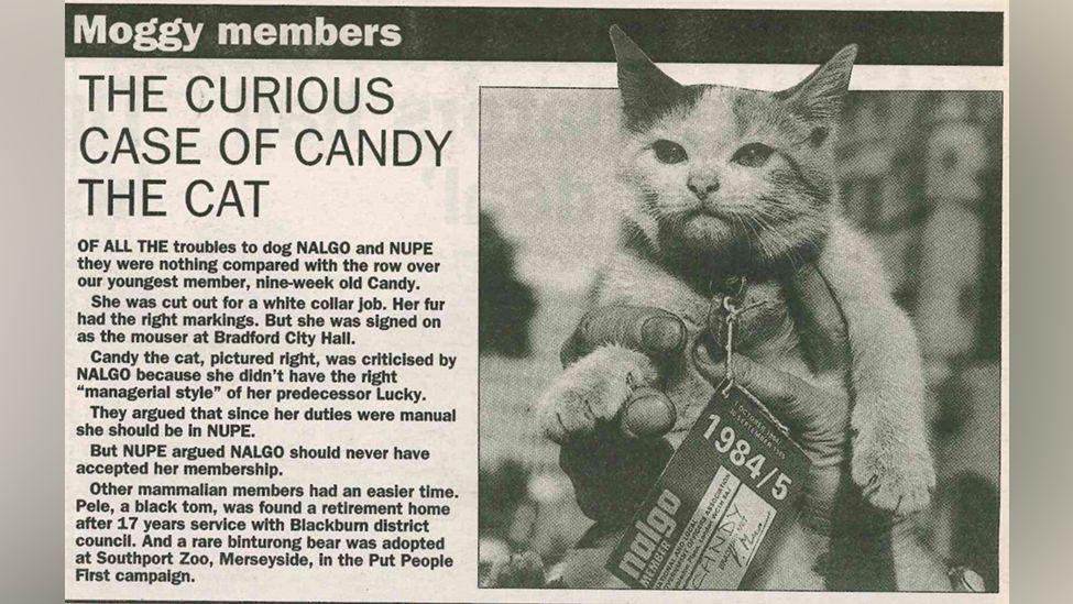 A small kitten with a NALGO membership card attached to her collar is being held up for the camera next to an article entitled "The Curious Case of Candy the Cat"