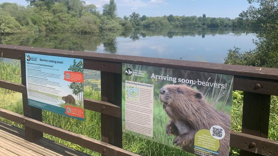 Posters about beavers on a fence near a body of water