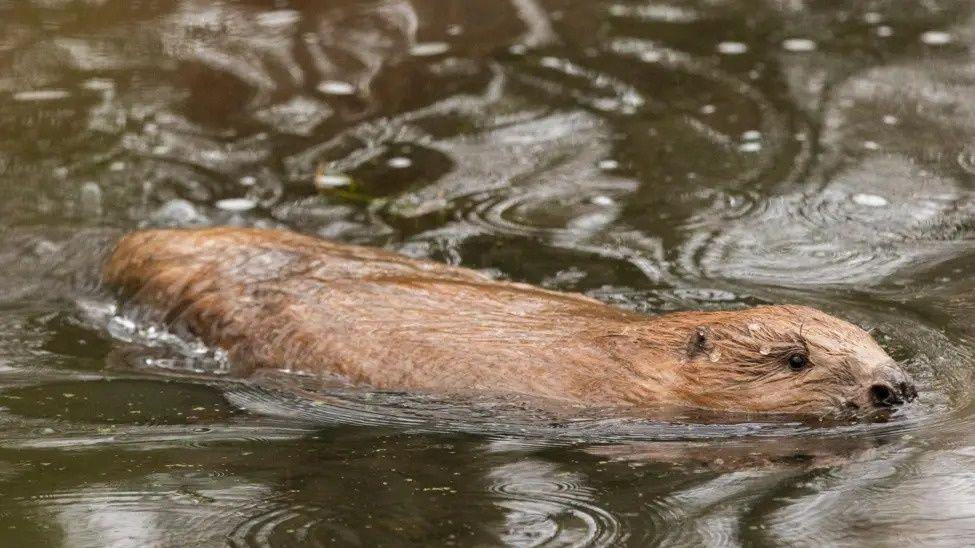 A brown beaver swims through dark water on a rainy day