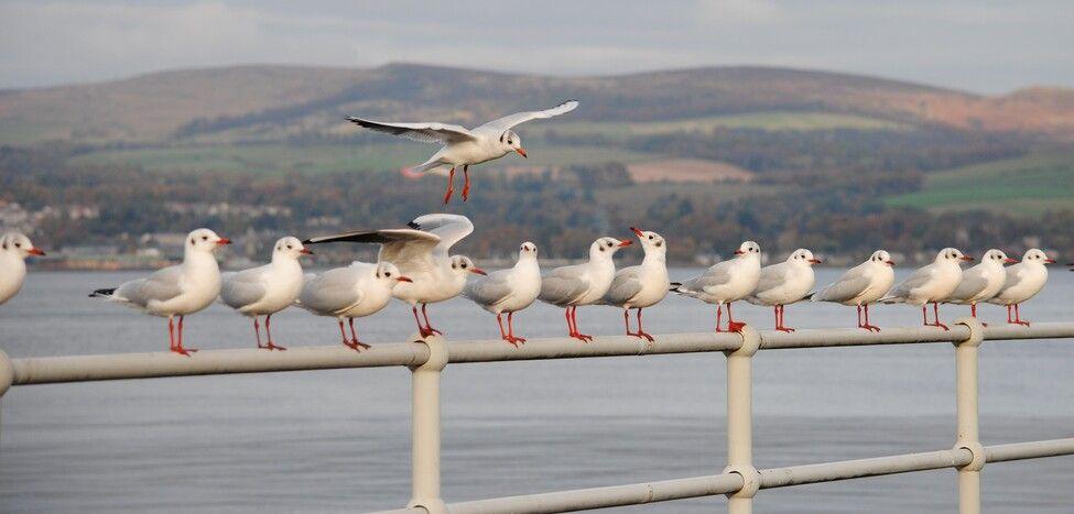 Seagulls in greenock