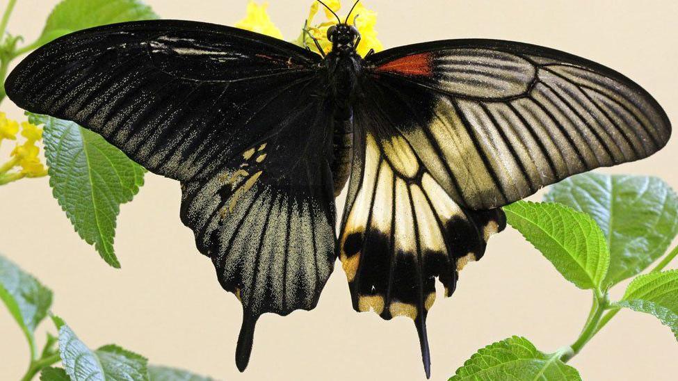 A Gynandromorph of a Great Mormon butterfly - outstretched by green leaves