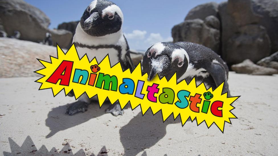 Penguins