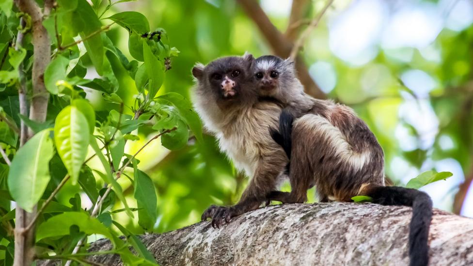 A marmoset carrying a baby marmoset on its back.