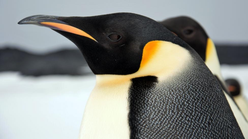 A side view close up on an emperor penguin.