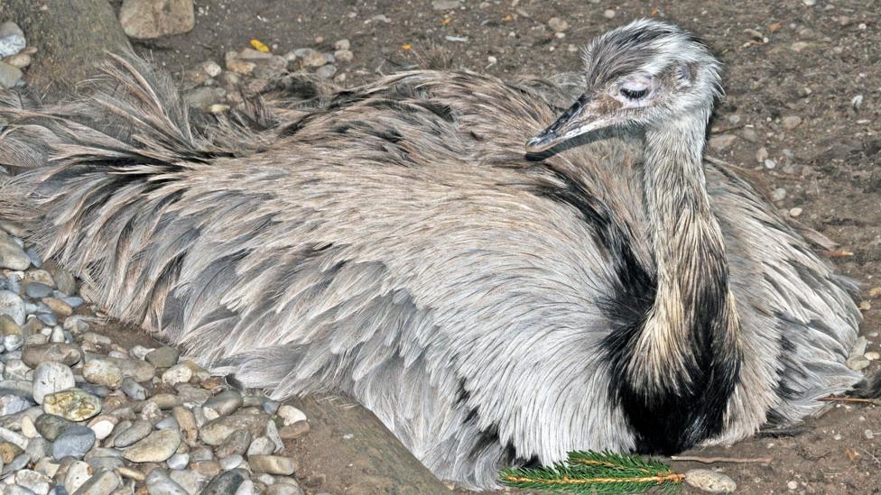 A male rhea sitting on a nest.