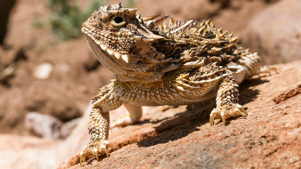 A Horned Toad