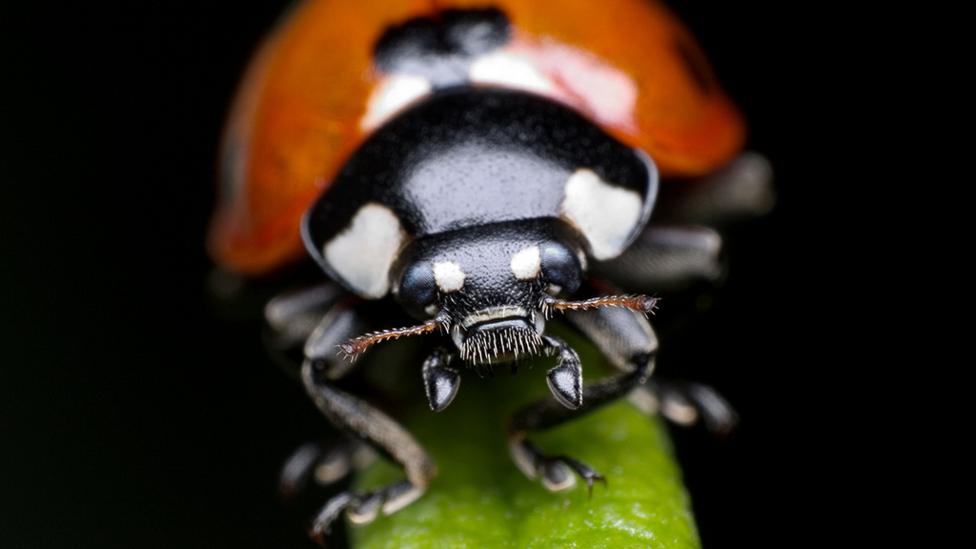A Ladybird