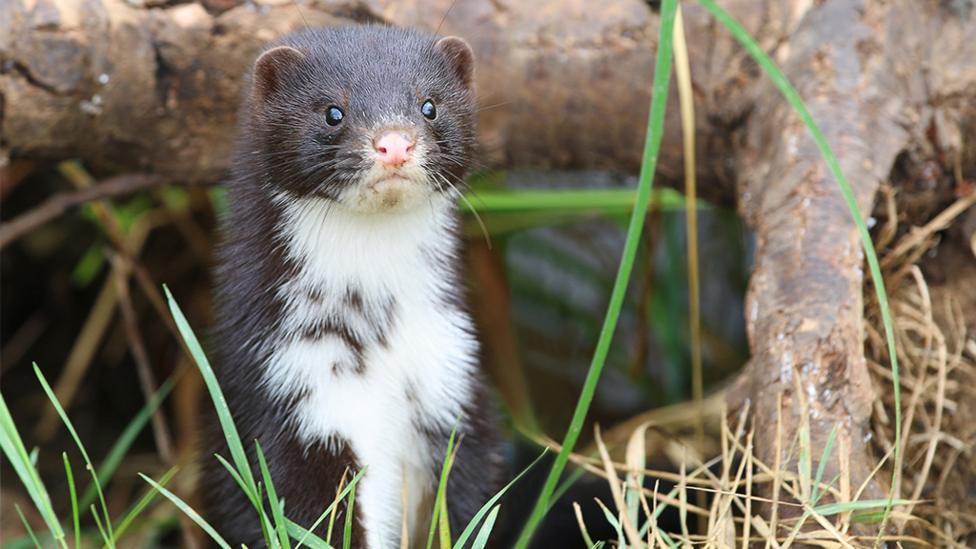 A Polecat