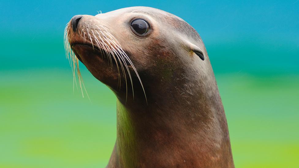 A Sea Lion
