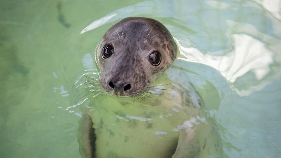 cute-seal-bobbing-up-from-water.