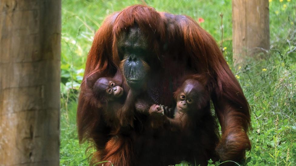 orangutan_holding_her_two_babies.