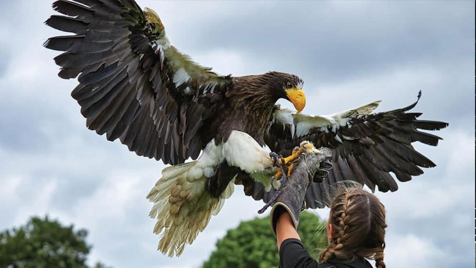 eagle-coming-into-land-on-a-gloved-hand.