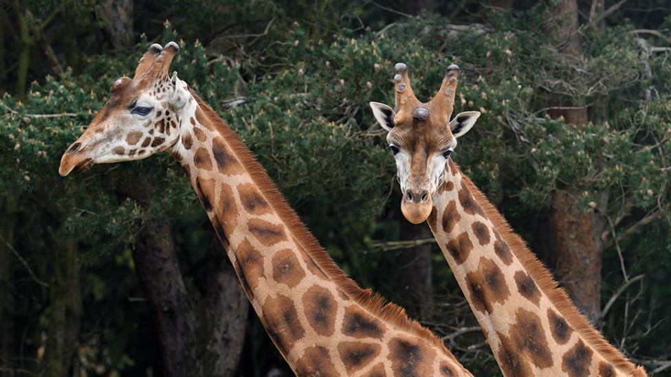 two_giraffes.