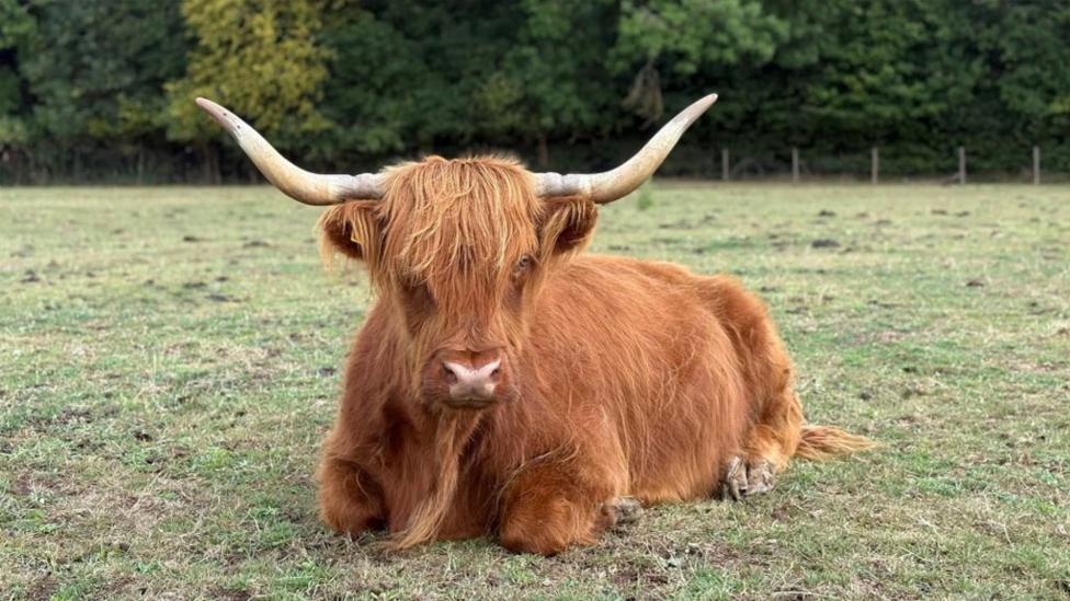 highland_cow_lying_down_on_grass.