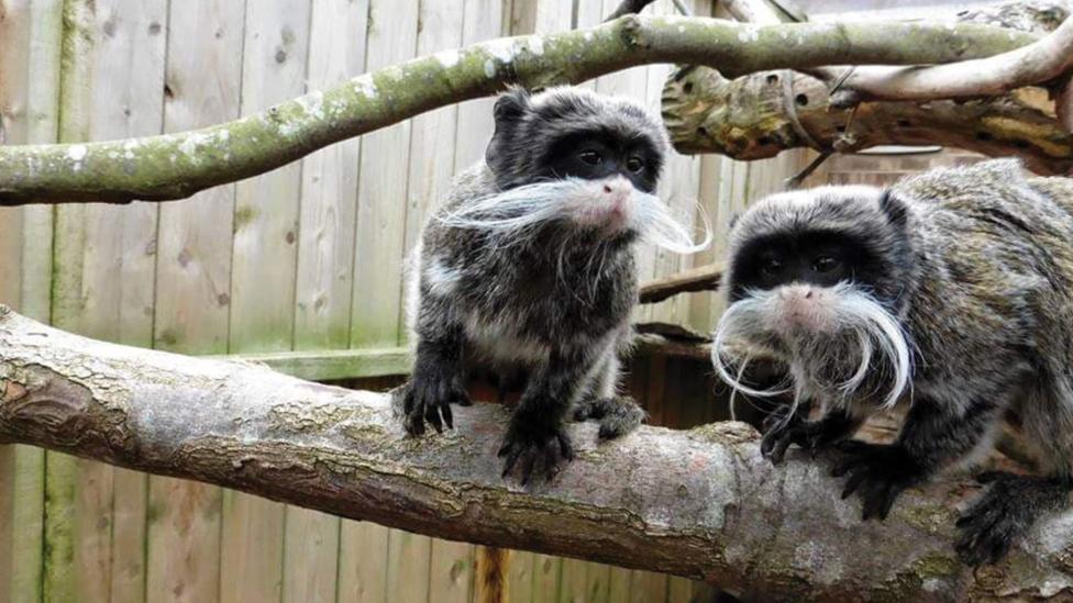 two_emperor_tamarins_on_a_branch.