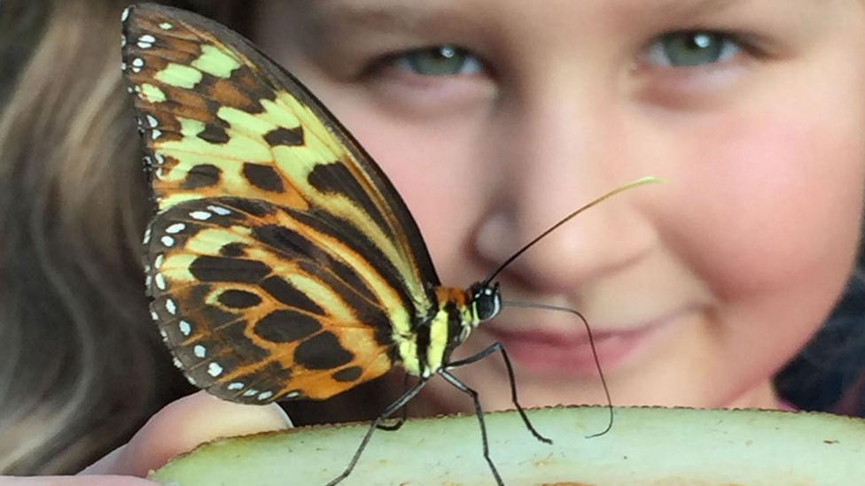 colourful_butterfly_in_foreground_out_of_focus_child_looking_closely_in_background.