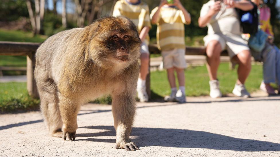 close-up-of-a-monkey-on-the-ground.
