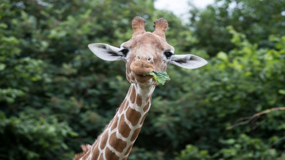 Giraffe-facing-camera.