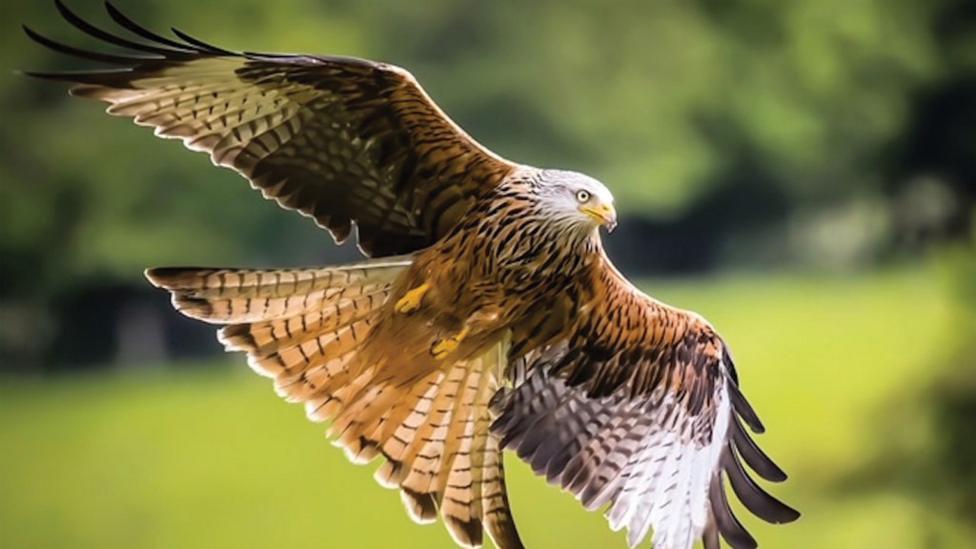 red-kite-mid-flight.