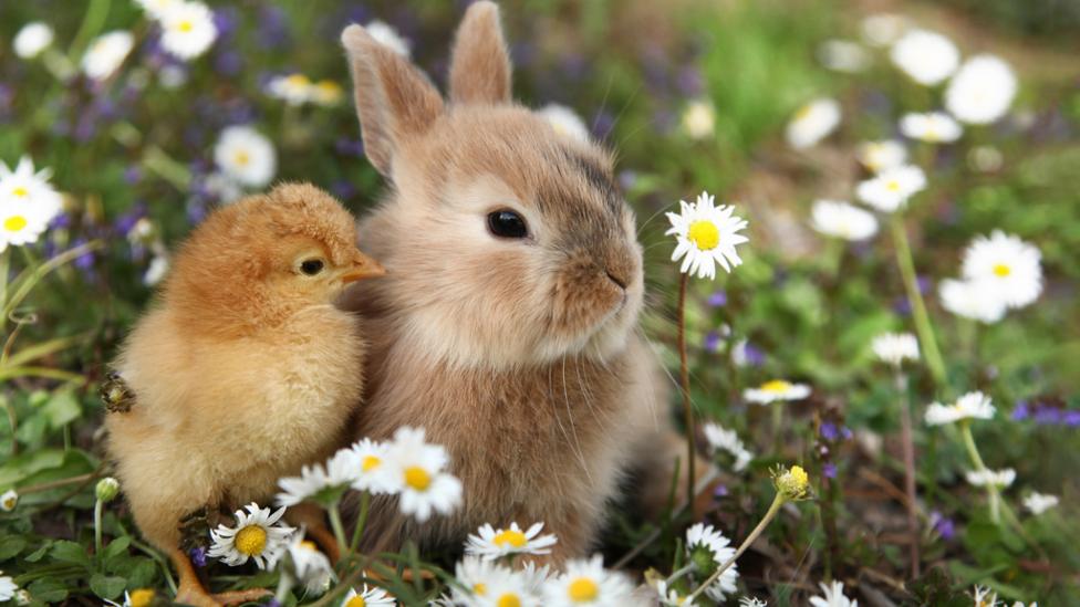 A chick and a rabbit next to each other surrounded by grass and flowers.