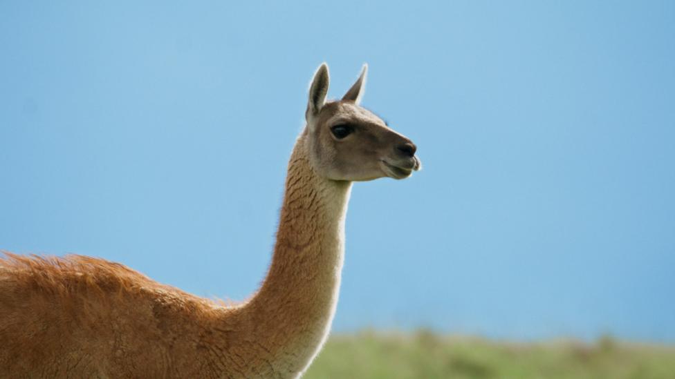 Image of a wild Guanaco