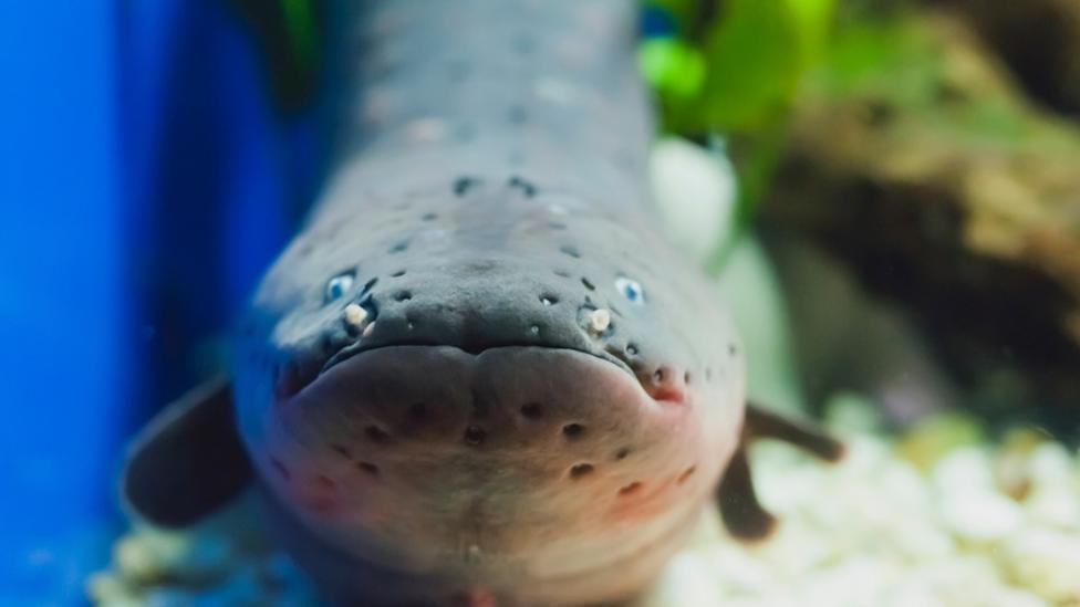 Electric Eel