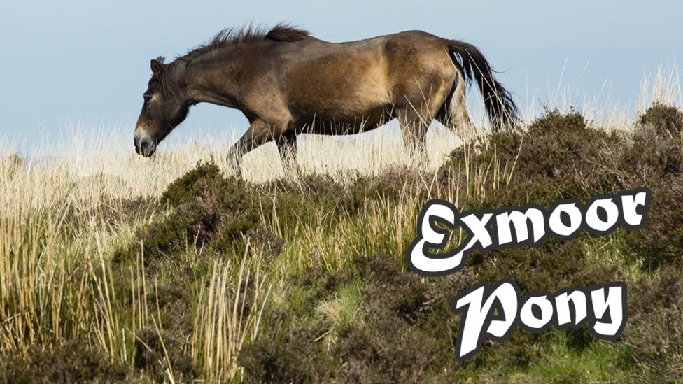 An Exmoor Pony walking along a hillside.