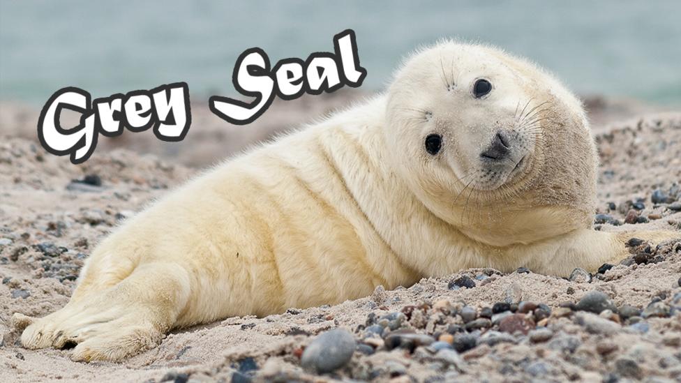An Grey seal pup on the beach