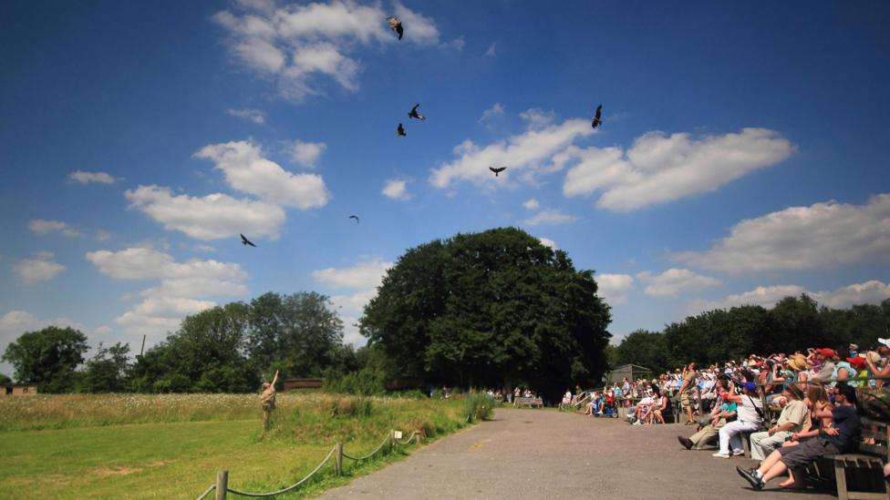 Hawks fly over a crowd